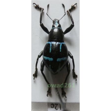 Metapocyrtus sp. Heller, 1912 female Philippines12c